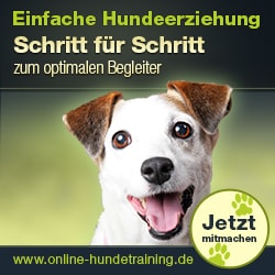 Online Hundetraining mit Johanna Esser